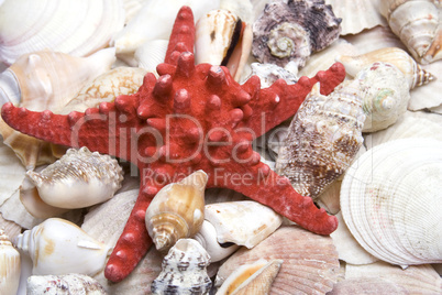 Red starfish