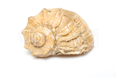 Concha Sea Shell