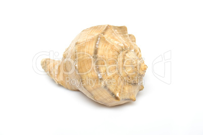 Concha Sea Shell