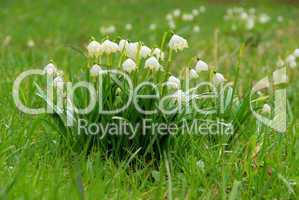Märzenbecher - wild daffodil 15