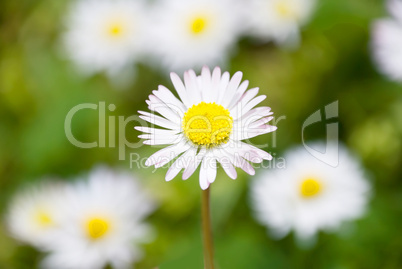 daisies