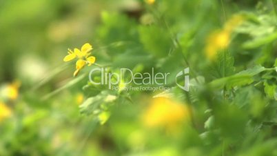 Wild flowers in the forest in spring (series, rack focus)
