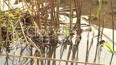 Bird (coot) making its nest on water
