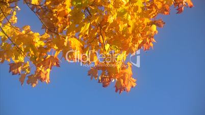 Autumn leaves against  blue sky