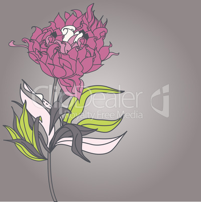 Paeonia flowers