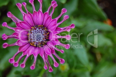 purple flower with spikes
