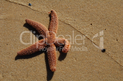 starfish and sand line