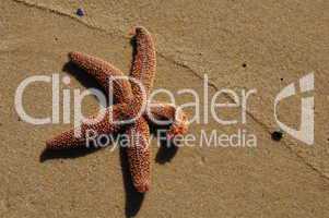 starfish and sand line