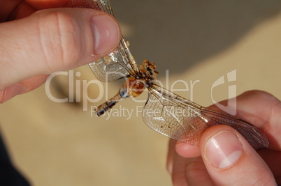 dragonfly close up