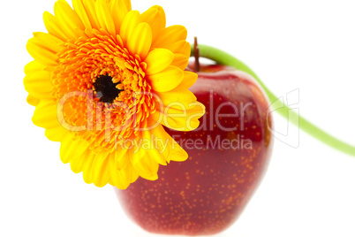 flower and apple isolated on white