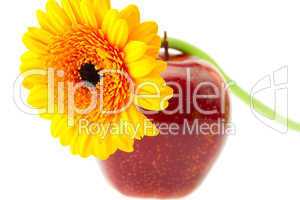 flower and apple isolated on white