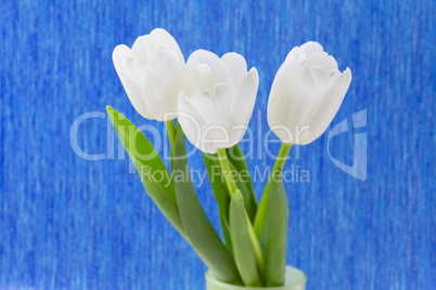 white tulips on a blue background