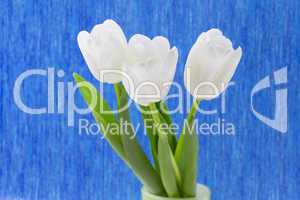 white tulips on a blue background