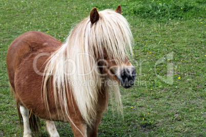 Shetlandpony