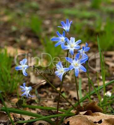 Spring flowers