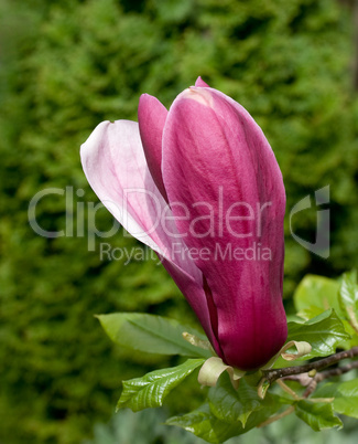 magnolia