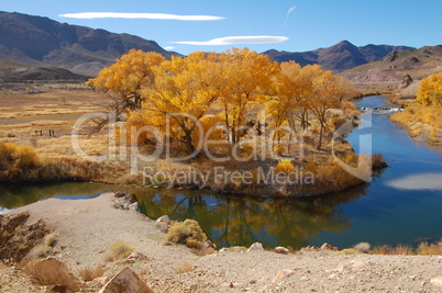 Cottonwoods in Nevada