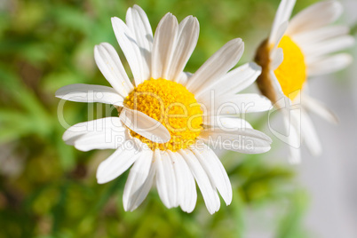 Frühling - Gänseblümchen