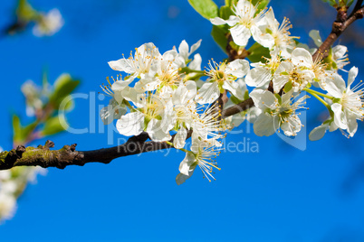 Kirschblüten vor blauem Himmel