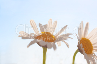 Gänseblümchen im Sonnenschein