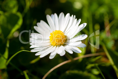 Gänseblümchen auf grüner Wiese