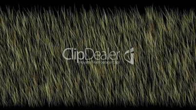 grass field at night,Grasslands,Africa,barley,wheat,plants,shrubs,gardens,parks,agriculture,animal-husbandry,chives,vegetables,material,texture,particle,Design,pattern,symbol,dream,vision,idea,creativity,creative,vj,beautiful,art,decorative,mind,modern,st