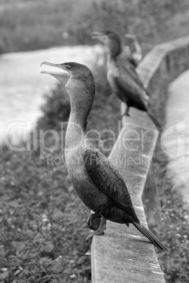 Birds asking for food, Everglades, Florida, January 2007