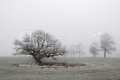 Alte Eiche im Nebel