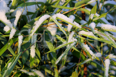 Bambus im Schnee - bamboo in snow 03