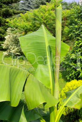 Bananenpflanze - banana plant 04