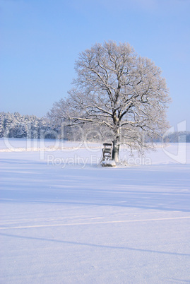 Baum im Winter - tree in winter 05