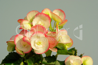 Begonie - Begonia 01