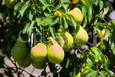 Birne am Baum - pear on tree 01