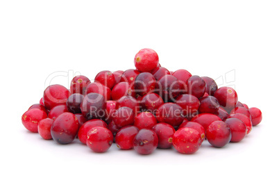 Cranberry 11