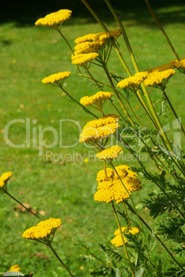 Gelbe Schafgarbe - Fernleaf Yarrow 08