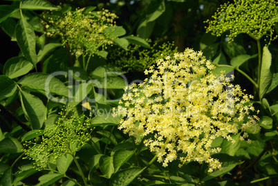 Holunder Blüte - elder flower 12