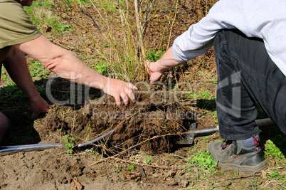 Heidelbeerpflanze ausgraben - Blueberry plant unearthing 02