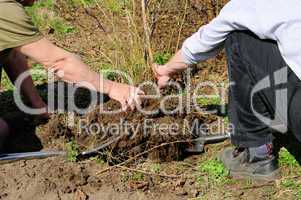 Heidelbeerpflanze ausgraben - Blueberry plant unearthing 02