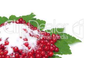 Johannisbeere - currant 26