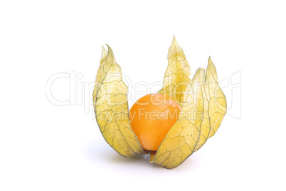 Physalis 11