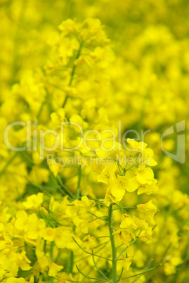 Raps -  Rapeseed 27