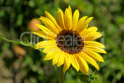 Sonnenblumen - sunflowers 32