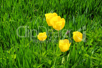Tulpe gelb - tulip yellow 01