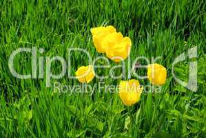Tulpe gelb - tulip yellow 01
