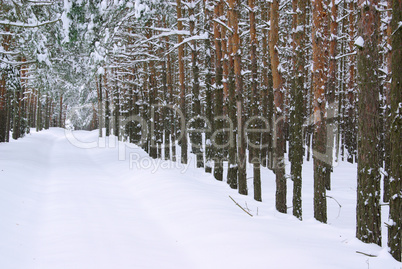 Wald im Winter - forest in winter 32