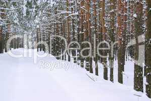 Wald im Winter - forest in winter 32