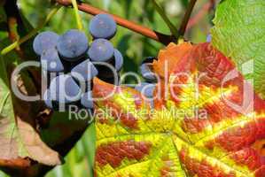 Weintraube rot - grape red 18