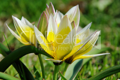 Wildtulpe - wild tulip 04