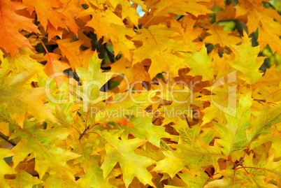 Eichenlaub - Oak leaf cluster 02