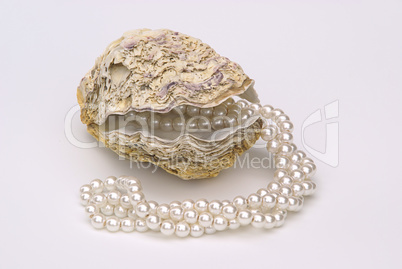 Auster mit Perlenkette - oyster with pearl necklet 02